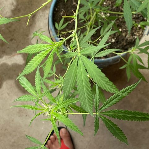 Prenseeds growlog photo: Depois da última poda os pequenos buds vem avançando no crescimento.