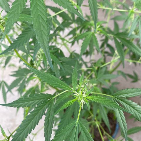 Prenseeds growlog timeline photo