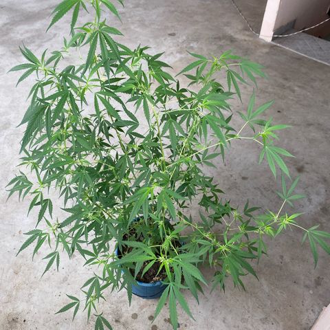 Prenseeds growlog timeline photo