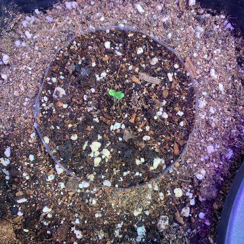 Maluco Beleza growlog timeline photo