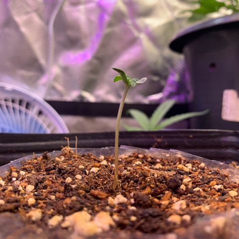 Maluco Beleza growlog timeline photo