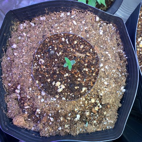 Maluco Beleza growlog timeline photo