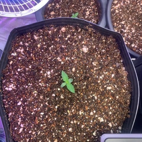 Maluco Beleza growlog timeline photo