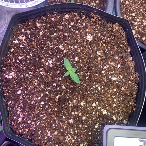 Maluco Beleza growlog timeline photo