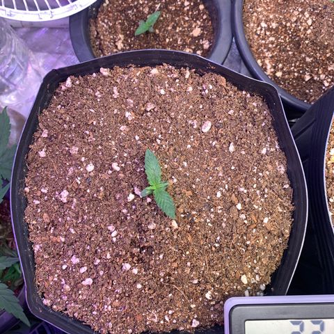 Maluco Beleza growlog timeline photo