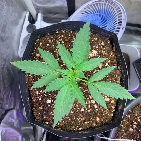 Maluco Beleza growlog timeline photo