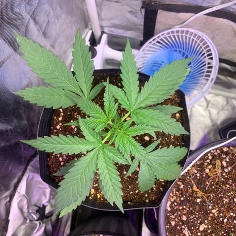 Maluco Beleza growlog timeline photo