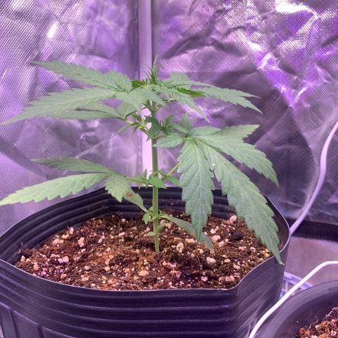Maluco Beleza growlog timeline photo
