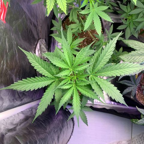 Maluco Beleza growlog timeline photo