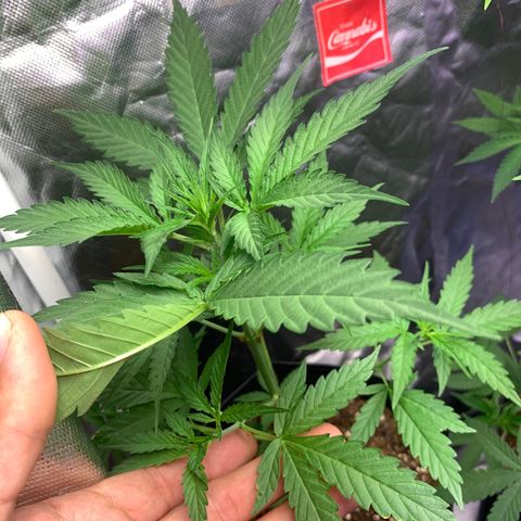 Maluco Beleza growlog timeline photo
