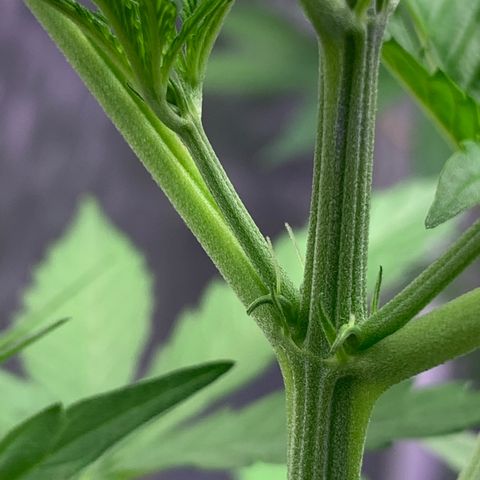 Maluco Beleza growlog timeline photo