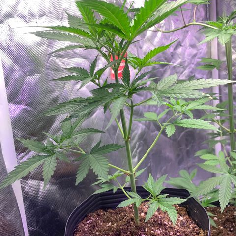 Maluco Beleza growlog timeline photo