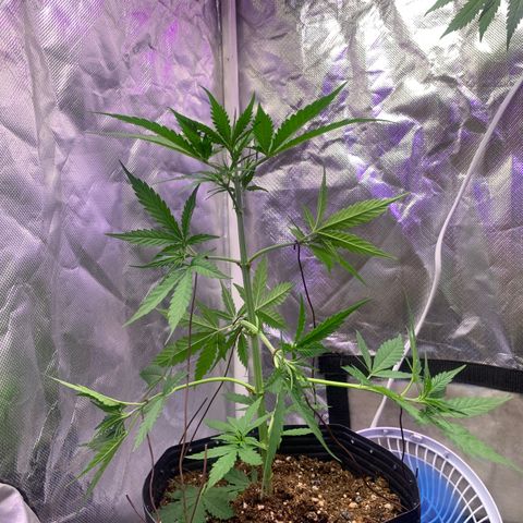Maluco Beleza growlog timeline photo
