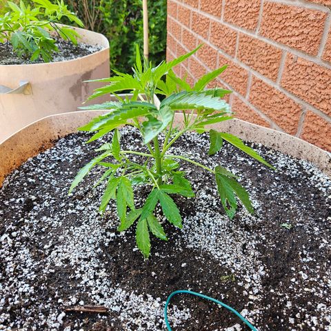 Purple Kush growlog timeline photo