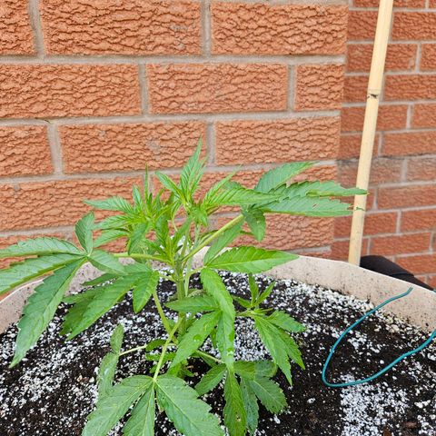 Purple Kush growlog timeline photo