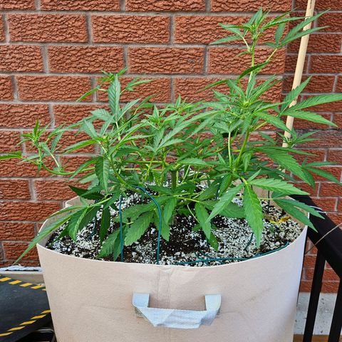 Purple Kush growlog photo: Flowering