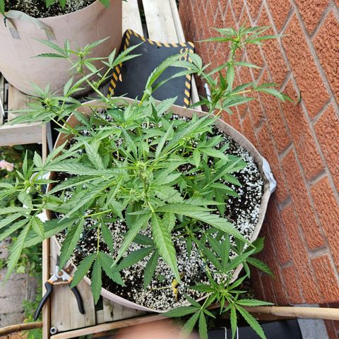 Purple Kush growlog photo: Flowering