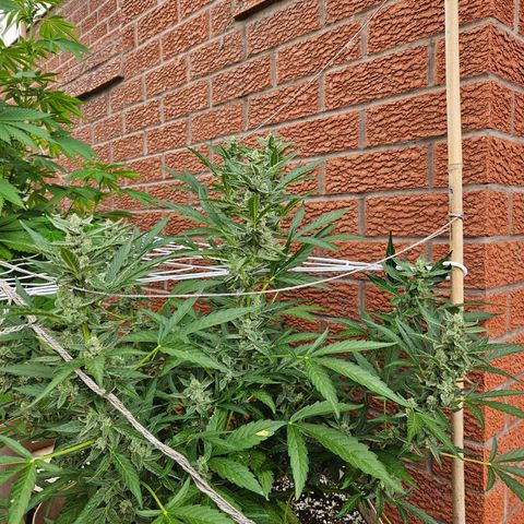 Purple Kush growlog timeline photo