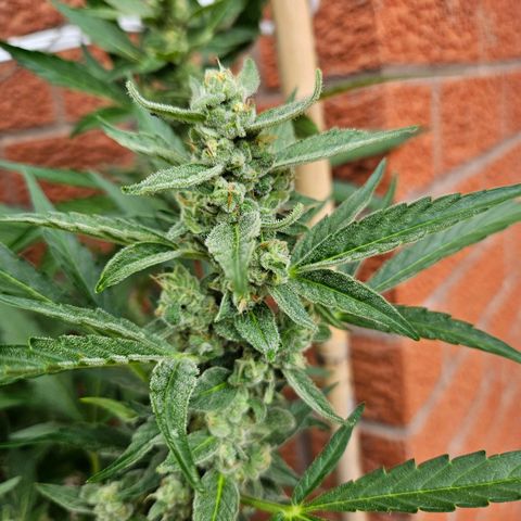 Purple Kush growlog timeline photo