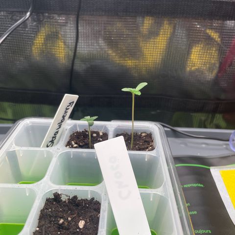 Strawbeery Cookie  growlog timeline photo