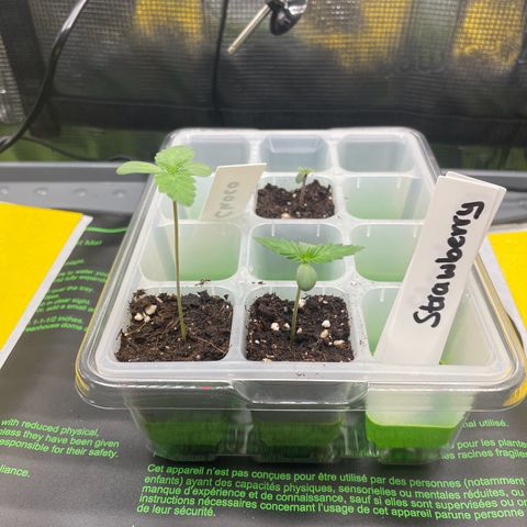 Strawbeery Cookie  growlog photo: Licht auf ca. 20%
Erde is noch nicht mit Wurzeln durch wachsen, werde noch ein wenig warten bis sie in den Endtopf ca. 18L kommen. 