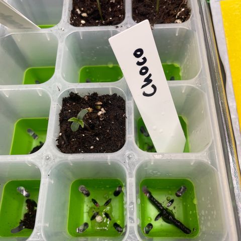 Choco Automatic growlog timeline photo