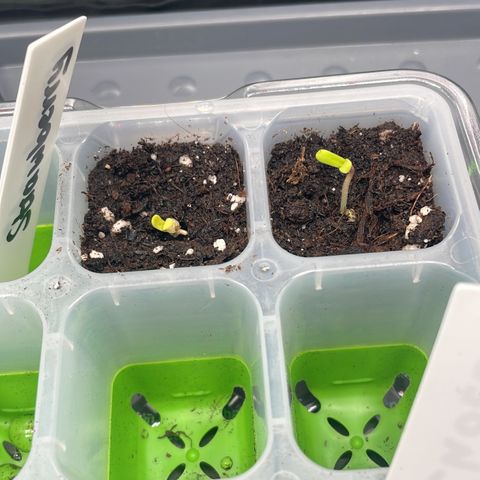 Strawbeery Cookie  growlog timeline photo