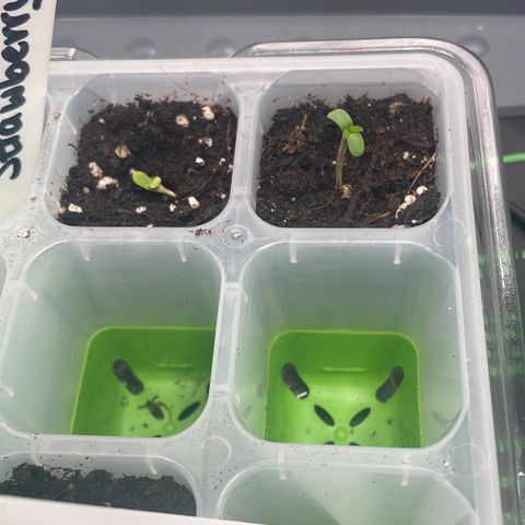 Strawbeery Cookie  growlog timeline photo