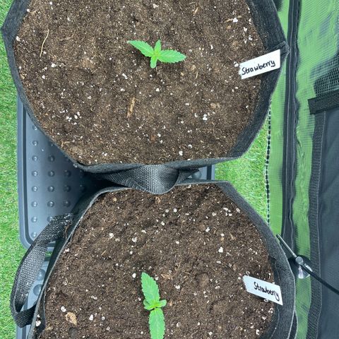 Strawbeery Cookie  growlog photo: Umgetopft in 18L Stofftöpfe. Erde habe ich leicht befeuchtet und die Mädels haben jeweils 400ml Wasser zusätzlich bekommen.