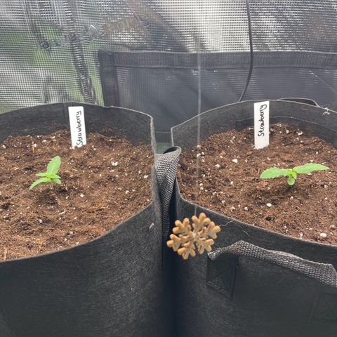 Strawbeery Cookie  growlog photo: Umgetopft in 18L Stofftöpfe. Erde habe ich leicht befeuchtet und die Mädels haben jeweils 400ml Wasser zusätzlich bekommen.