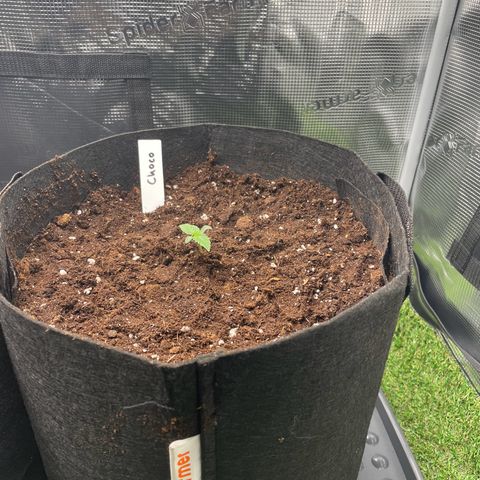 Choco Automatic growlog photo: Umgetopft in 18L stofftopf. Erde leicht befeuchtet und die Lady hat zusätzlich 400ml Wasser bekommen. 