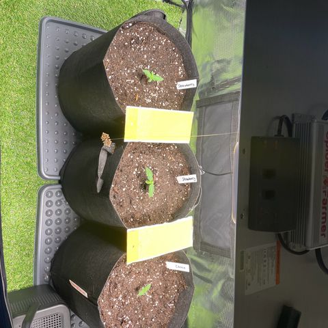 Choco Automatic growlog photo: Umgetopft in 18L stofftopf. Erde leicht befeuchtet und die Lady hat zusätzlich 400ml Wasser bekommen. 