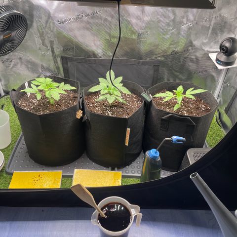 Choco Automatic growlog timeline photo
