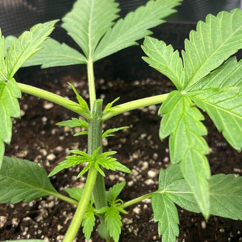 Choco Automatic growlog timeline photo