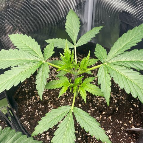 Choco Automatic growlog photo: 4 Tage nach dem Topping