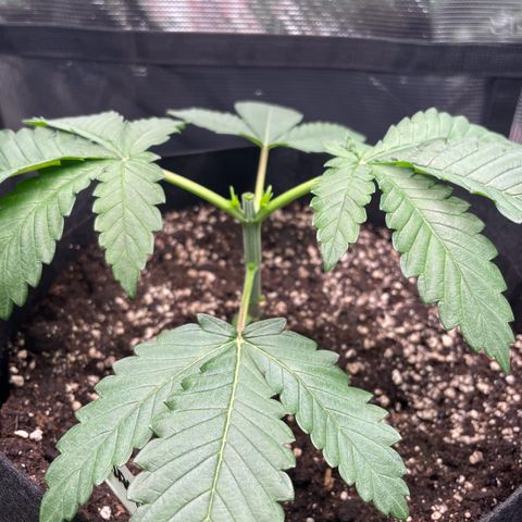 Strawbeery Cookie  growlog photo: Eventuell ein wenig zu früh, mal schauen wie sie sich erhole.n