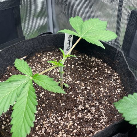 Strawbeery Cookie  growlog photo: Eventuell ein wenig zu früh, mal schauen wie sie sich erhole.n
