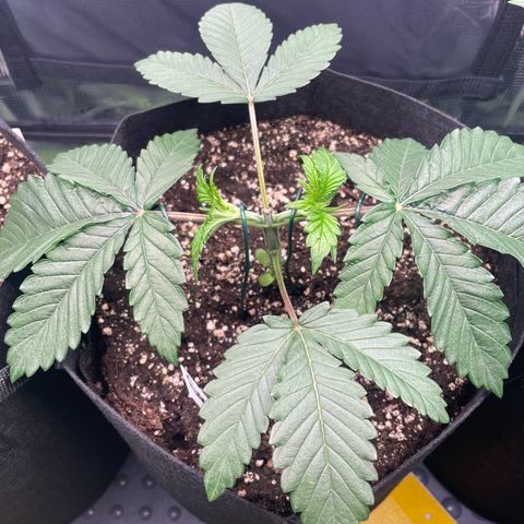 Strawbeery Cookie  growlog photo: 4 Tage nach dem Main-Lining Start 