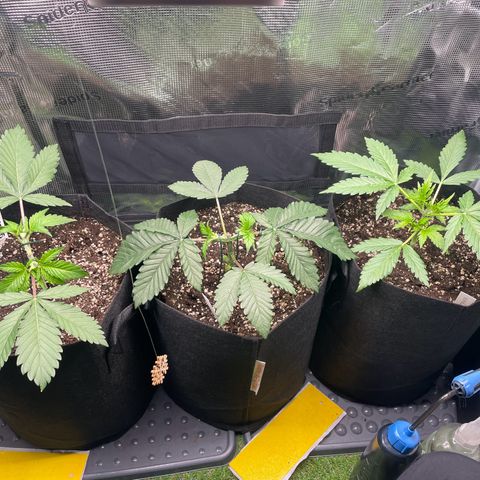 Strawbeery Cookie  growlog photo: 4 Tage nach dem Main-Lining Start 