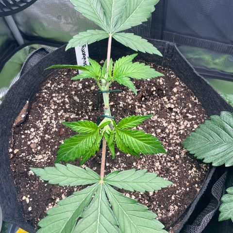 Strawbeery Cookie  growlog photo: 4 Tage nach dem Main-Lining Start 