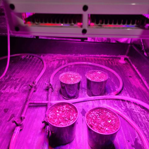 Unknown strain growlog photo: Moved them to the grow room