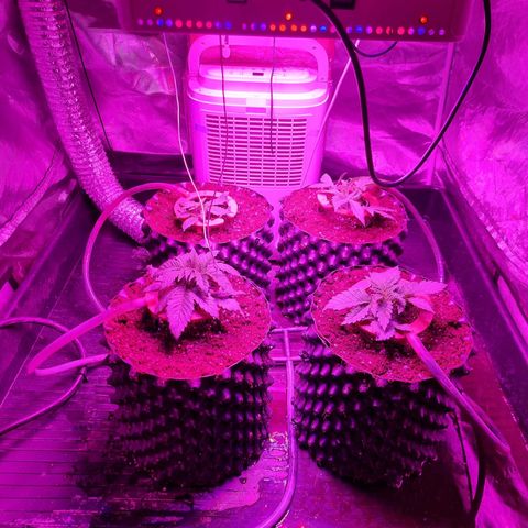 Unknown strain growlog photo: Replanted into bigger pots  