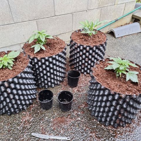 Unknown strain growlog photo: Replanted into bigger pots  