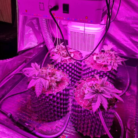 Unknown strain growlog photo: Changed stage to flowering and did some LST