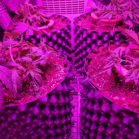 Unknown strain growlog photo: Changed stage to flowering and did some LST