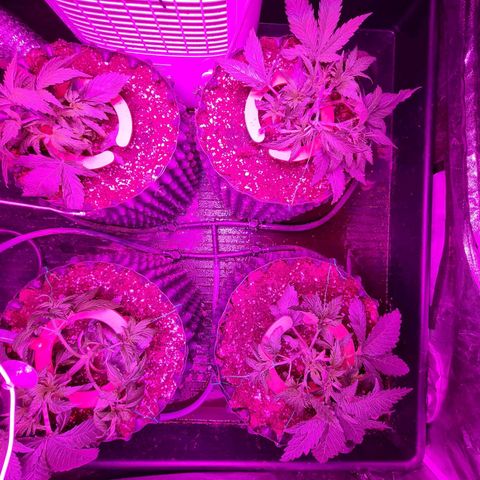 Unknown strain growlog photo: Changed stage to flowering and did some LST