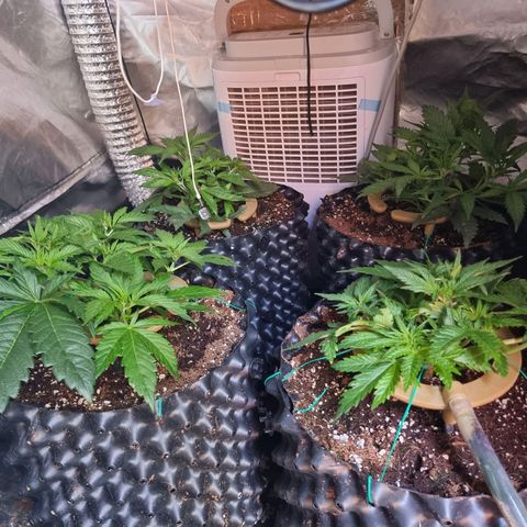 Unknown strain growlog photo: Doing really well. Did some more LST. 