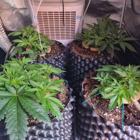 Unknown strain growlog photo: Doing really well. Did some more LST. 