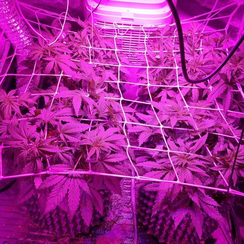 Unknown strain growlog photo: Added the net today and switced to bloom nutes