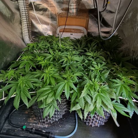 Unknown strain growlog photo: Going well